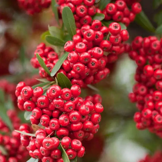Firethorn 'Red Column' Shrub...