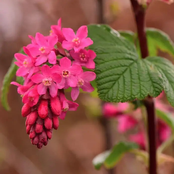 flowering_currant_4