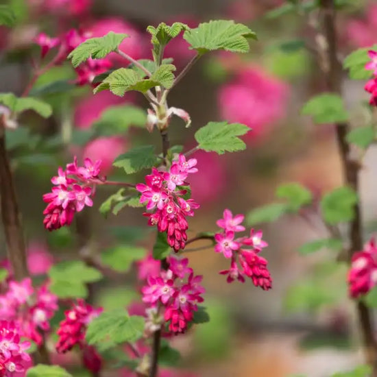 flowering_currant_5