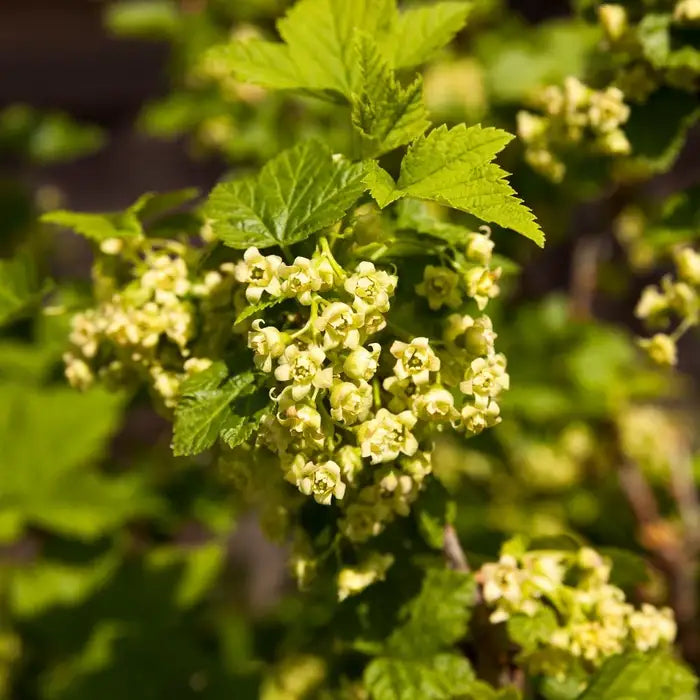 flowering_currant__3