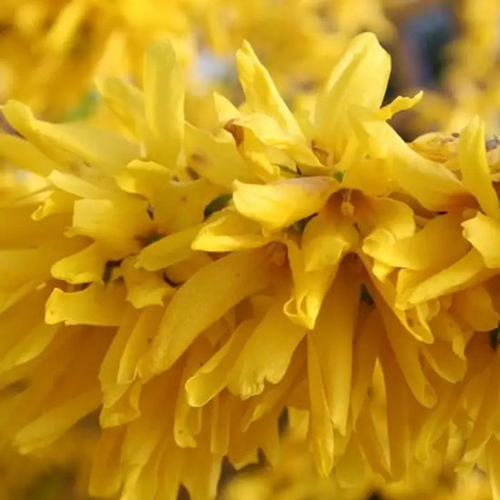 forsythia_3