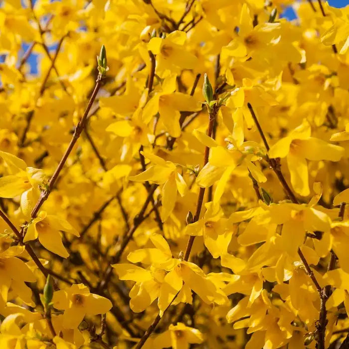 forsythia_4