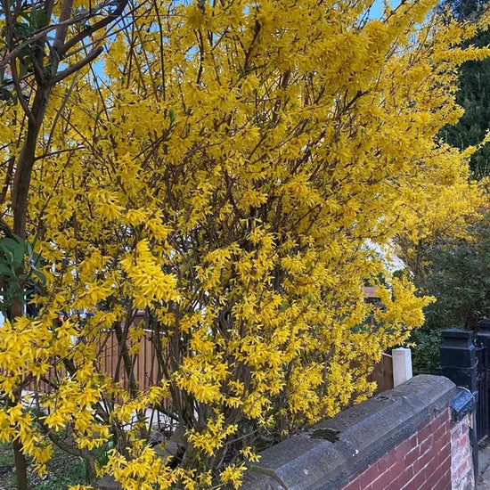 forsythia_5