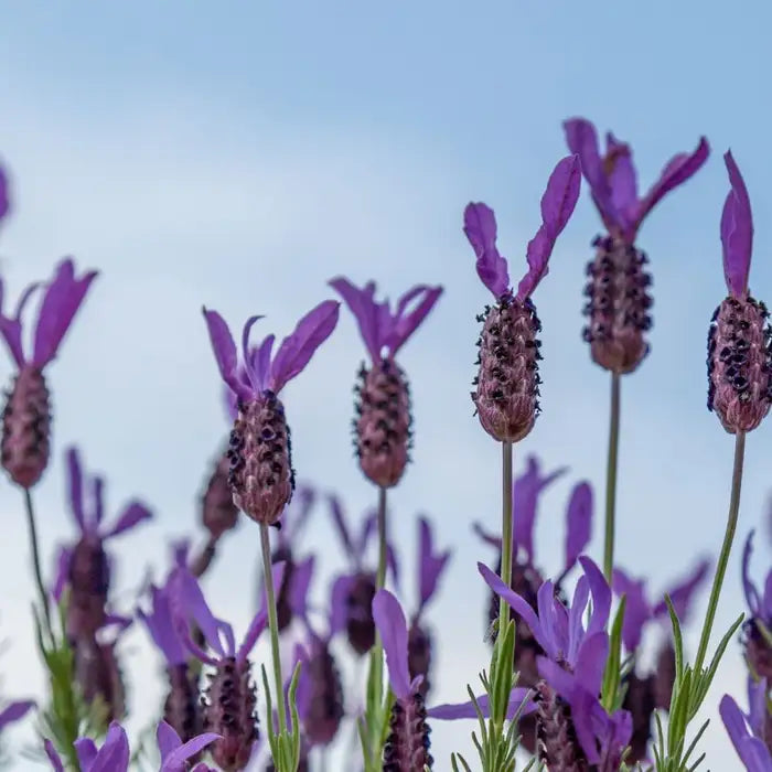 french_lavender_2