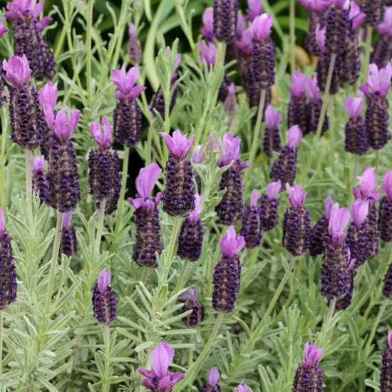 french_lavender_4