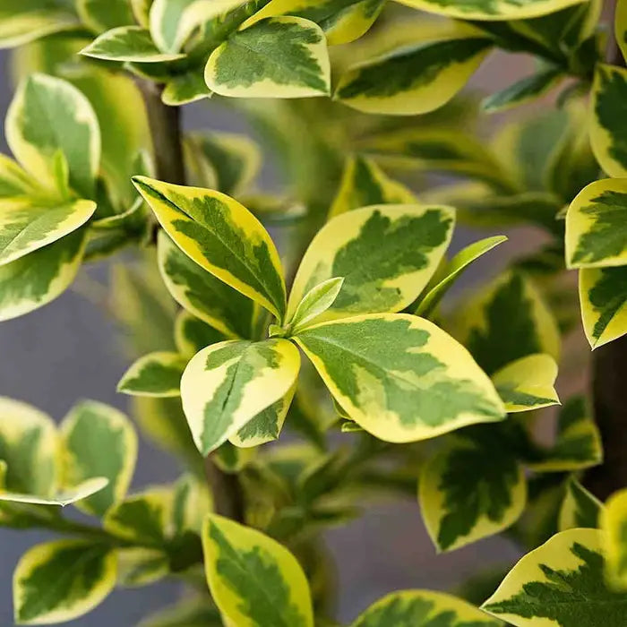 //www.everythinglandscaping.co.uk/cdn/shop/files/golden-privet-ligustrum-ovalifolium-aureum-leaves-1_d5df96e6-a942-4f50-88c0-be9c28117d68.webp?v=1770806118