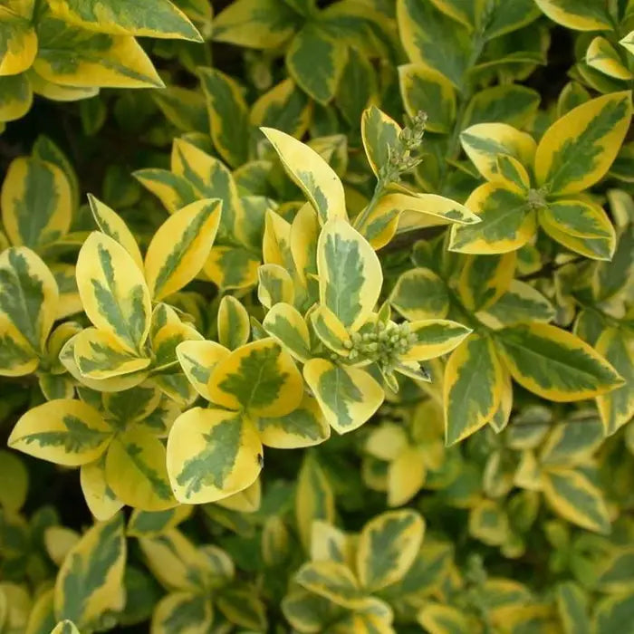 //www.everythinglandscaping.co.uk/cdn/shop/files/golden_privet_2.webp?v=1770806117