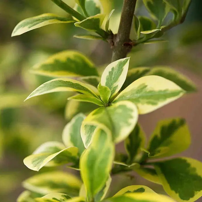 //www.everythinglandscaping.co.uk/cdn/shop/files/golden_privet_4.webp?v=1770806110
