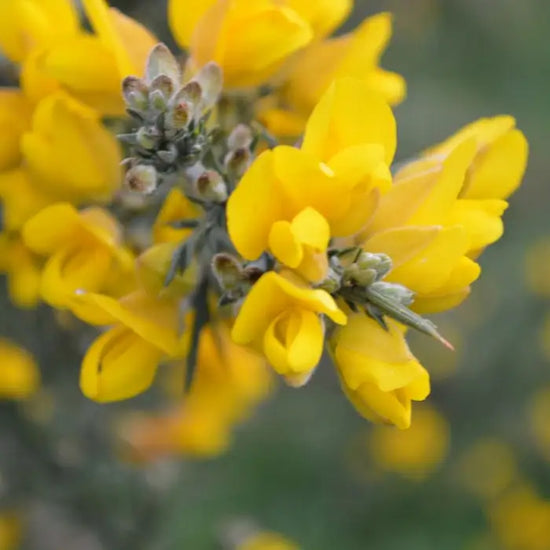 gorse-5
