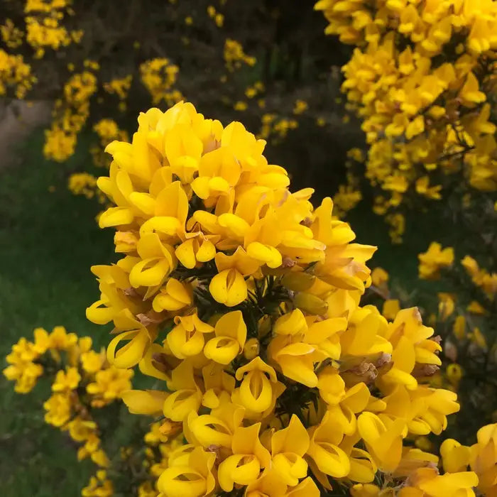 gorse-_ulex-europaeus_-flowers-close-up-1