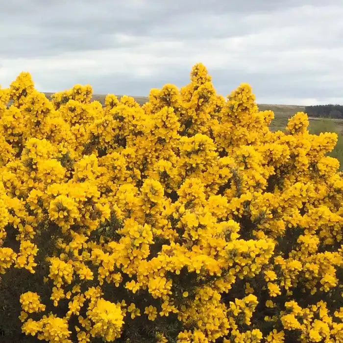gorse-_ulex-europaeus_-full-hedge-in-flower-3