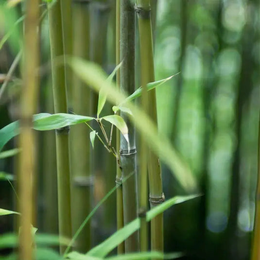 Bamboo Green Hedging...