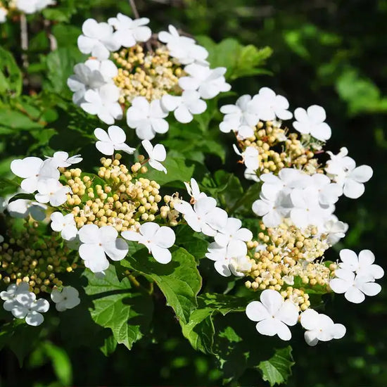 guelder-rose-_viburnum-opulus_-flowers-4