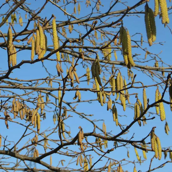 hazel-_corylus-avellana_-catkins_new_image_from_pixabay_3