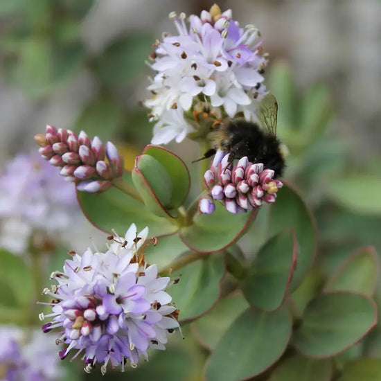 hebe-red-edge-flowers-and-bee-4
