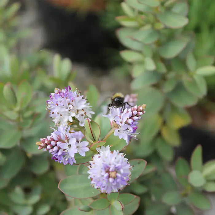 hebe-red-edge-leaves-and-bee-2