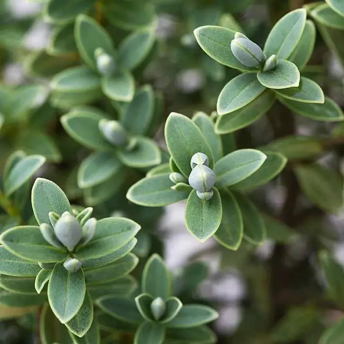 hebe_sutherlandii_4