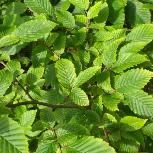 Hornbeam Hedging...