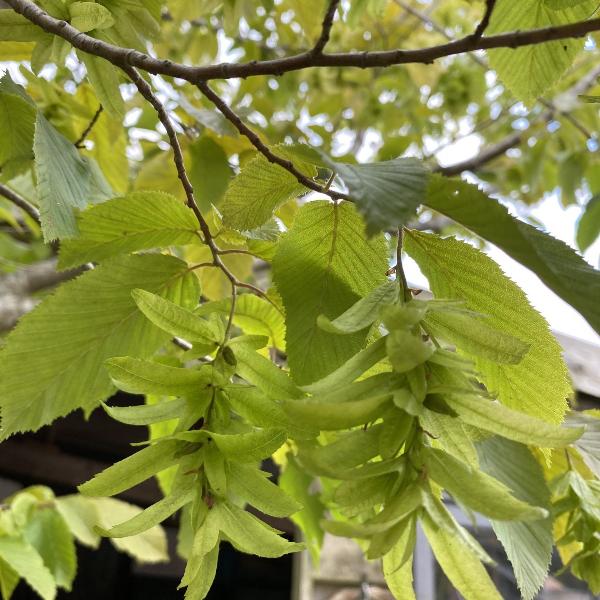 hornbeam-pleached-tree-1
