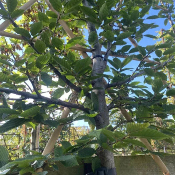 hornbeam-pleached-tree-2
