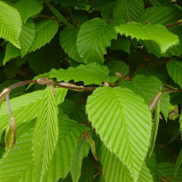 hornbeam-pleached-tree-3
