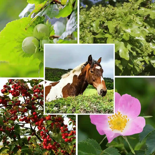 Horse Friendly Mixed Native Hedging