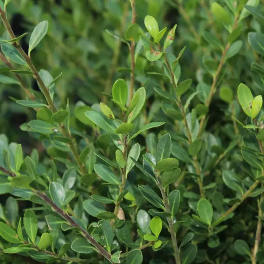 Ilex Crenata Japanese Holly Hedging...