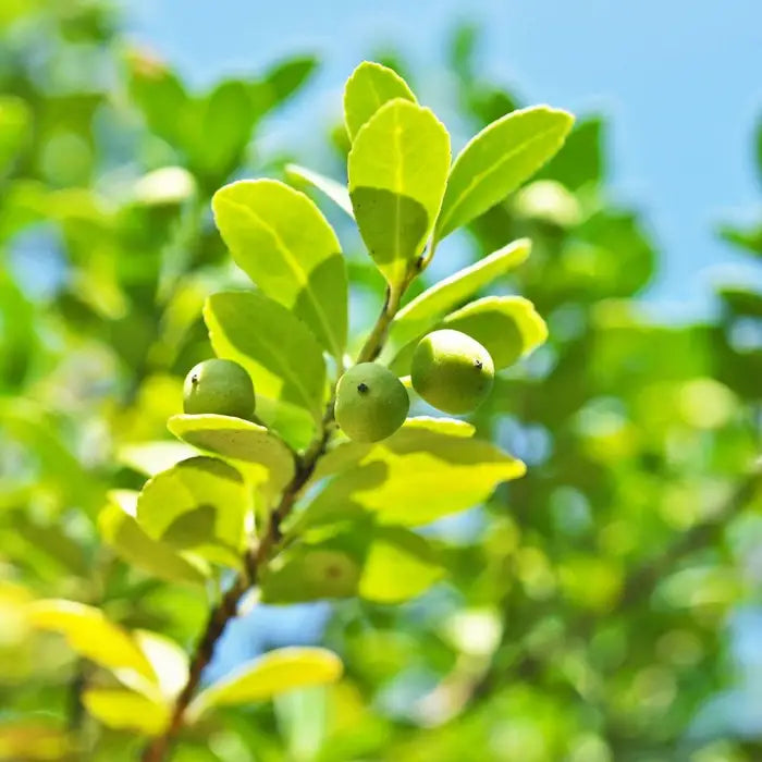 ilex_crenata_2