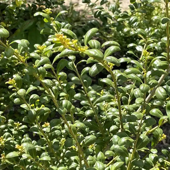 ilex_crenata_3