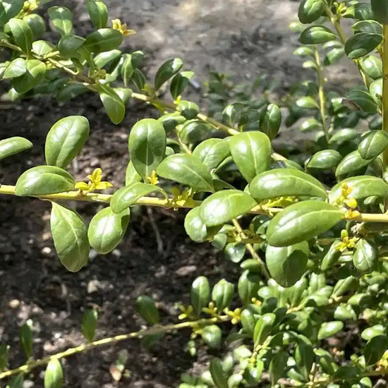 ilex_crenata_4