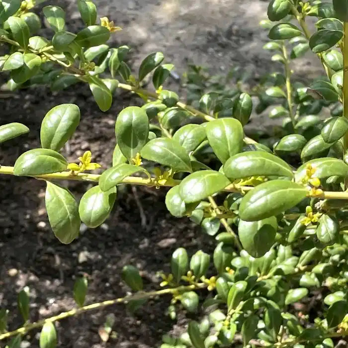 ilex_crenata_4