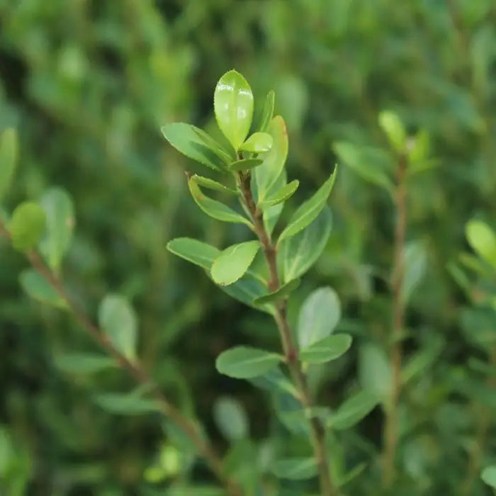 ilex_crenata_5