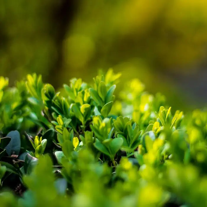 ilex_crenata_6