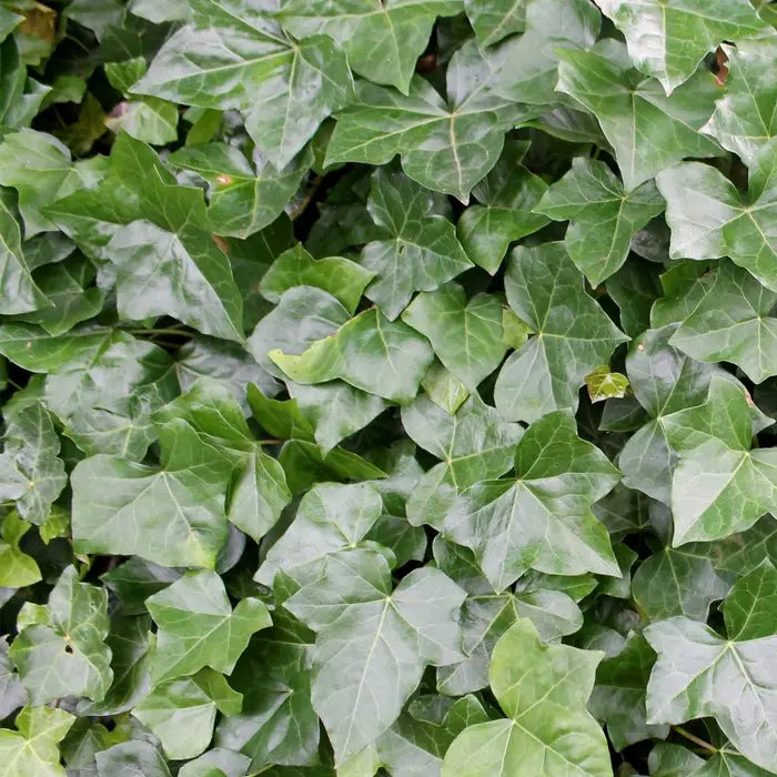 irish-ivy-_hedera-hibernica_-leaf-close-up_2