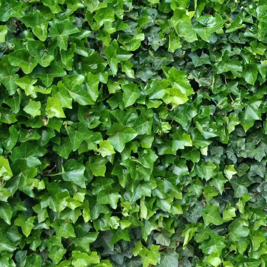 irish-ivy-hedera-hibernica-full-hedge-4