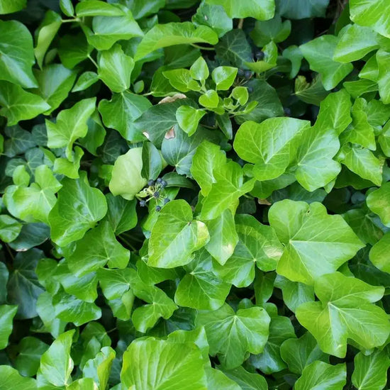 irish_ivy_3