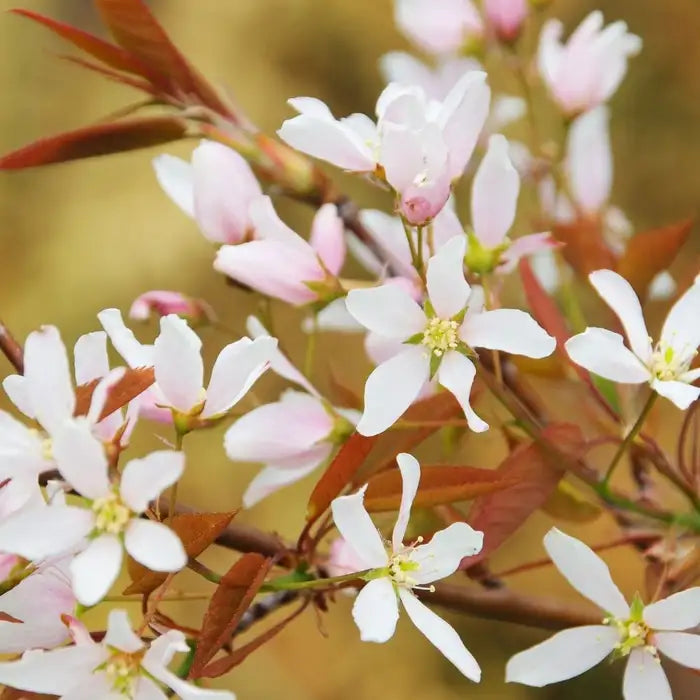 juneberry-6