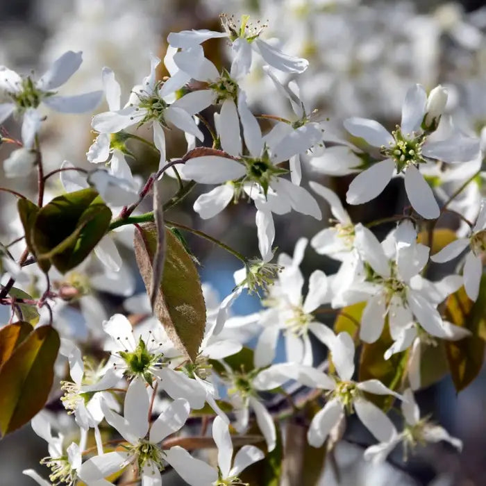 juneberry_5