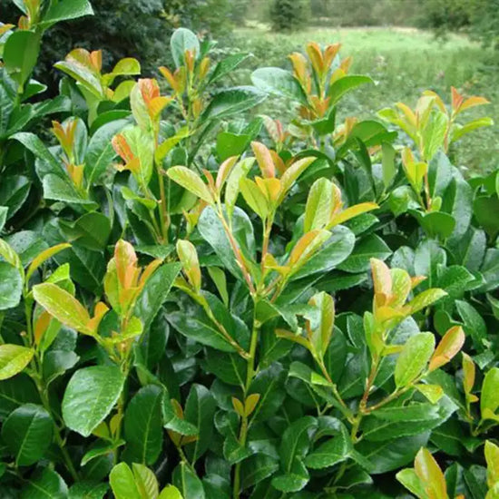 laurel-etna-_prunus-laurocerasus-etna_-leaves-3