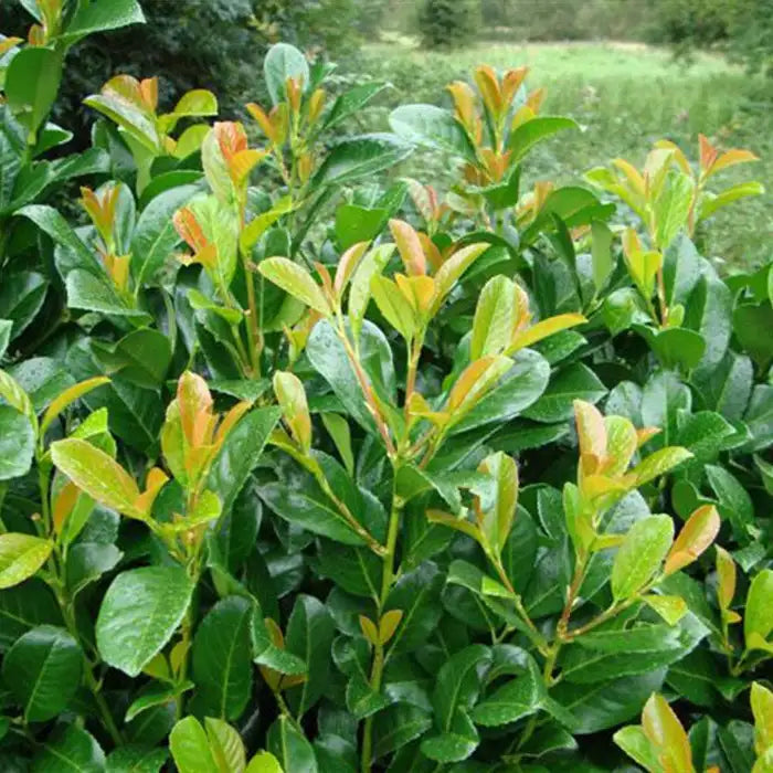 laurel-etna-_prunus-laurocerasus-etna_-leaves-3