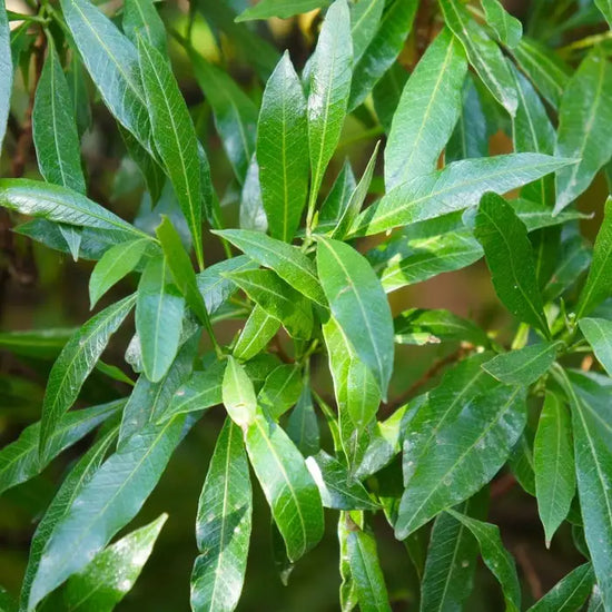 laurel_-_caucasica-3