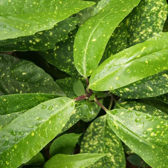 laurel_-_spotted_2