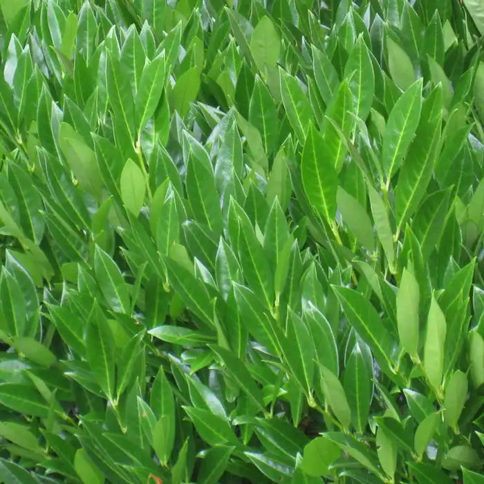 laurel_caucasica_2