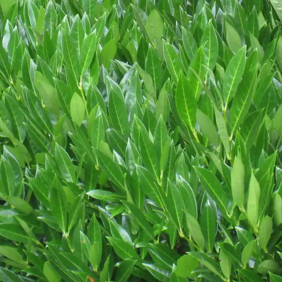 laurel_caucasica_2