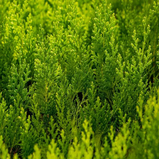 Green Leylandii Hedging...