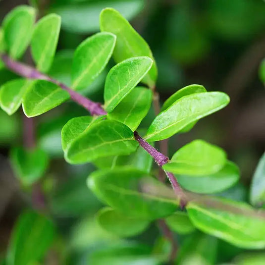 Lonicera Nitida 'Shrubby Honeysuckle' Hedging...