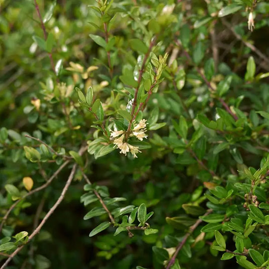 Lonicera Nitida 'Shrubby Honeysuckle' Shrub...