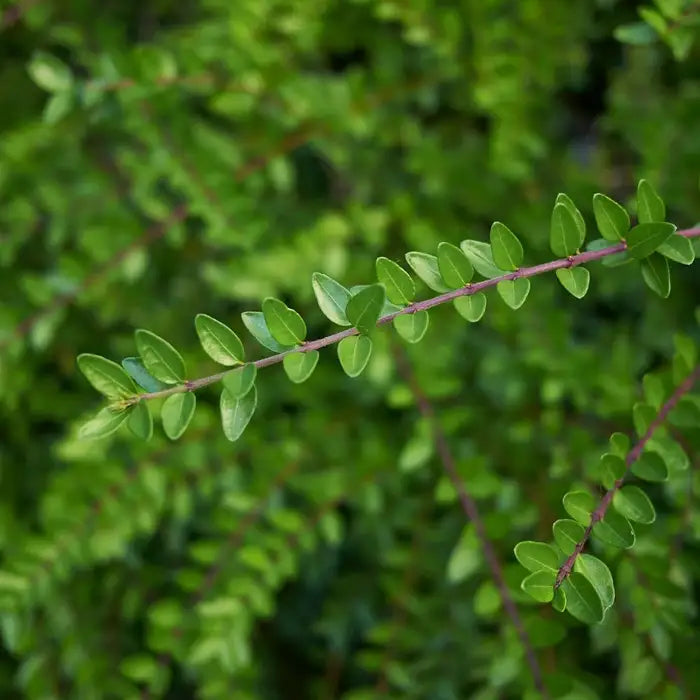 Lonicera Hedge (Shrubby Honesuckle) Hedge (Lonicera nitida)