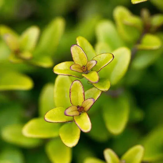 Lonicera Nitida 'Baggesen's Gold' Honeysuckle Hedging...