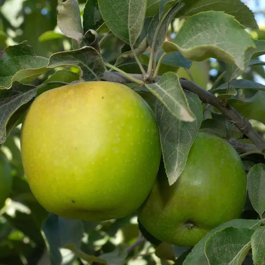 Granny Smith Apple Fruit Tree Hedge (Malus domestica 'Granny Smith')